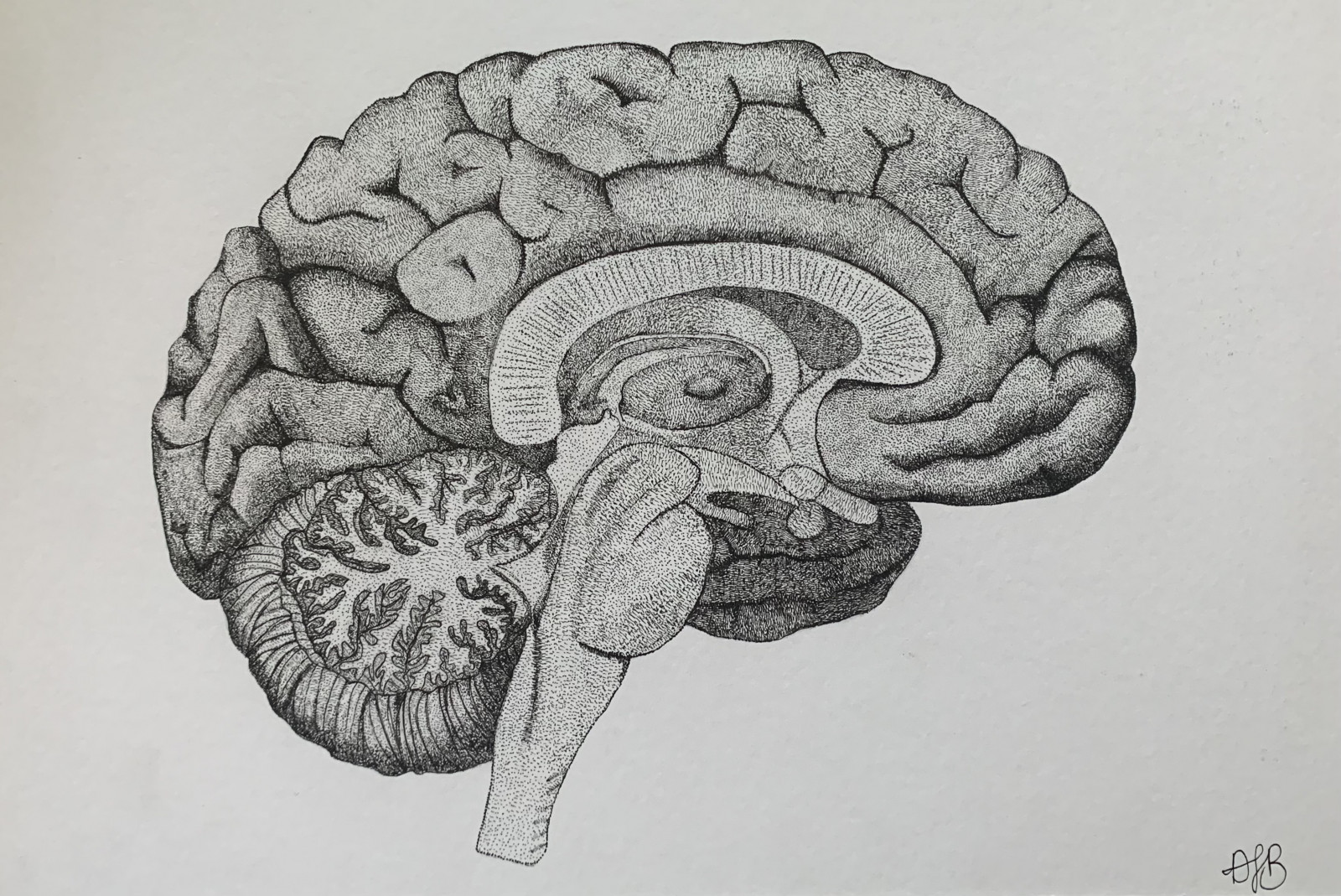 anatomical brain illustration